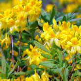 Azalée de Chine jaune - Willemse