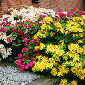 Azalée de Chine jaune - Azalea mollis - Willemse