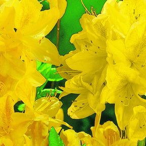 Azalea mollis - Azalée de Chine jaune - Azalées