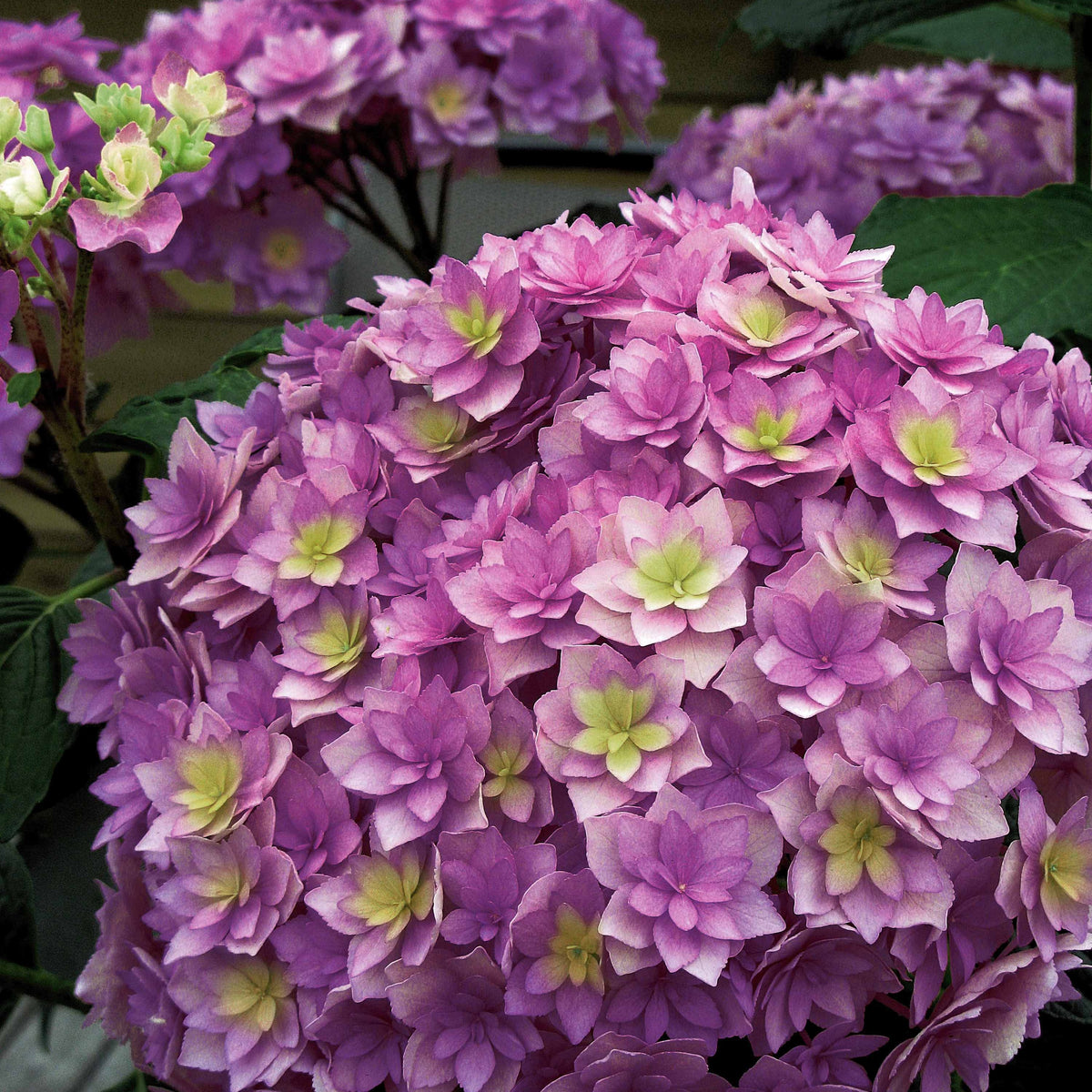 Hortensia Expression - Hydrangea macrophylla 'youmesix' expression - Plantes