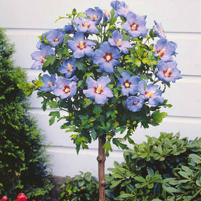Hibiscus de jardin sur tige bleu - Hibiscus syriacus - Plantes