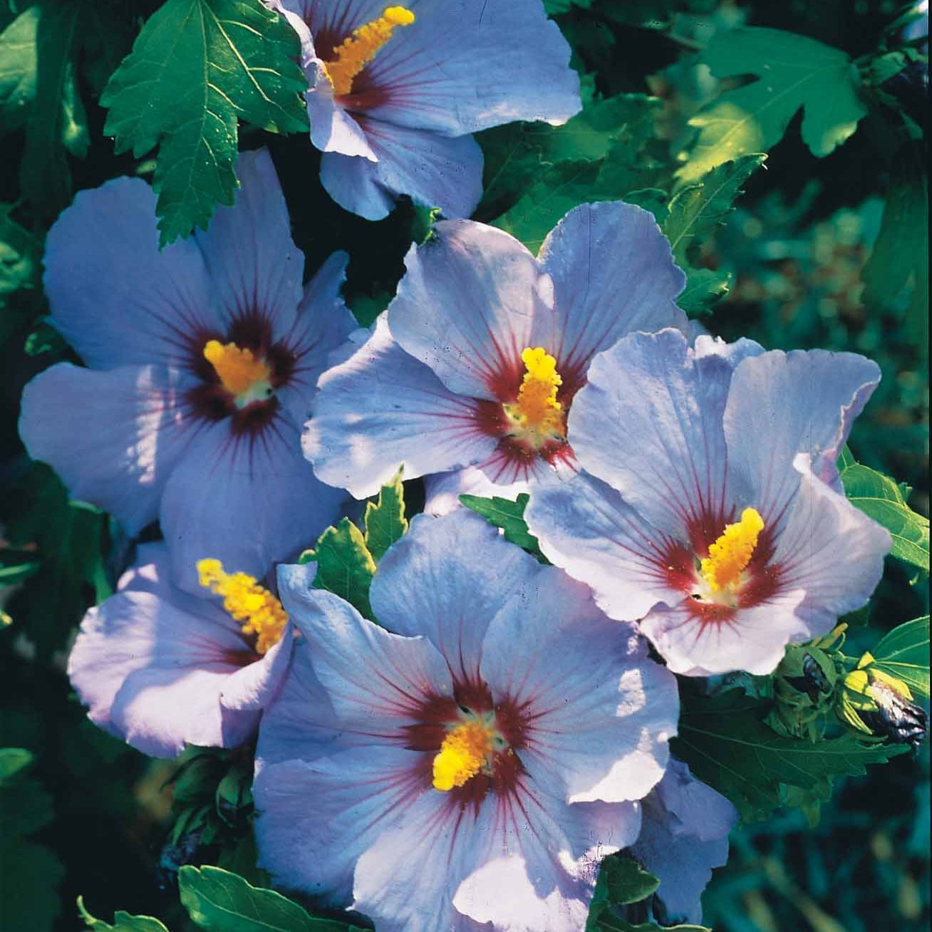 Hibiscus de jardin sur tige bleu - Hibiscus syriacus - Arbustes