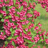 Weigelia Bristol Ruby - Willemse