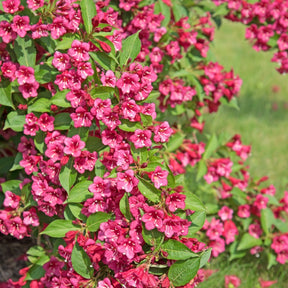 Weigelia Bristol Ruby - Willemse
