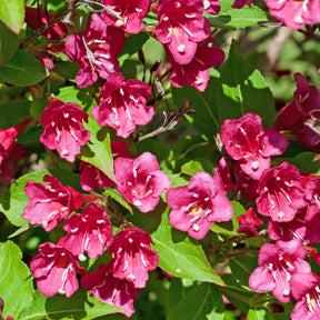 Weigela florida Bristol Ruby - Weigelia Bristol Ruby - Weigelias