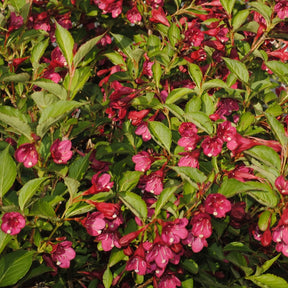 Weigelias - Weigelia Bristol Ruby - Weigela florida Bristol Ruby