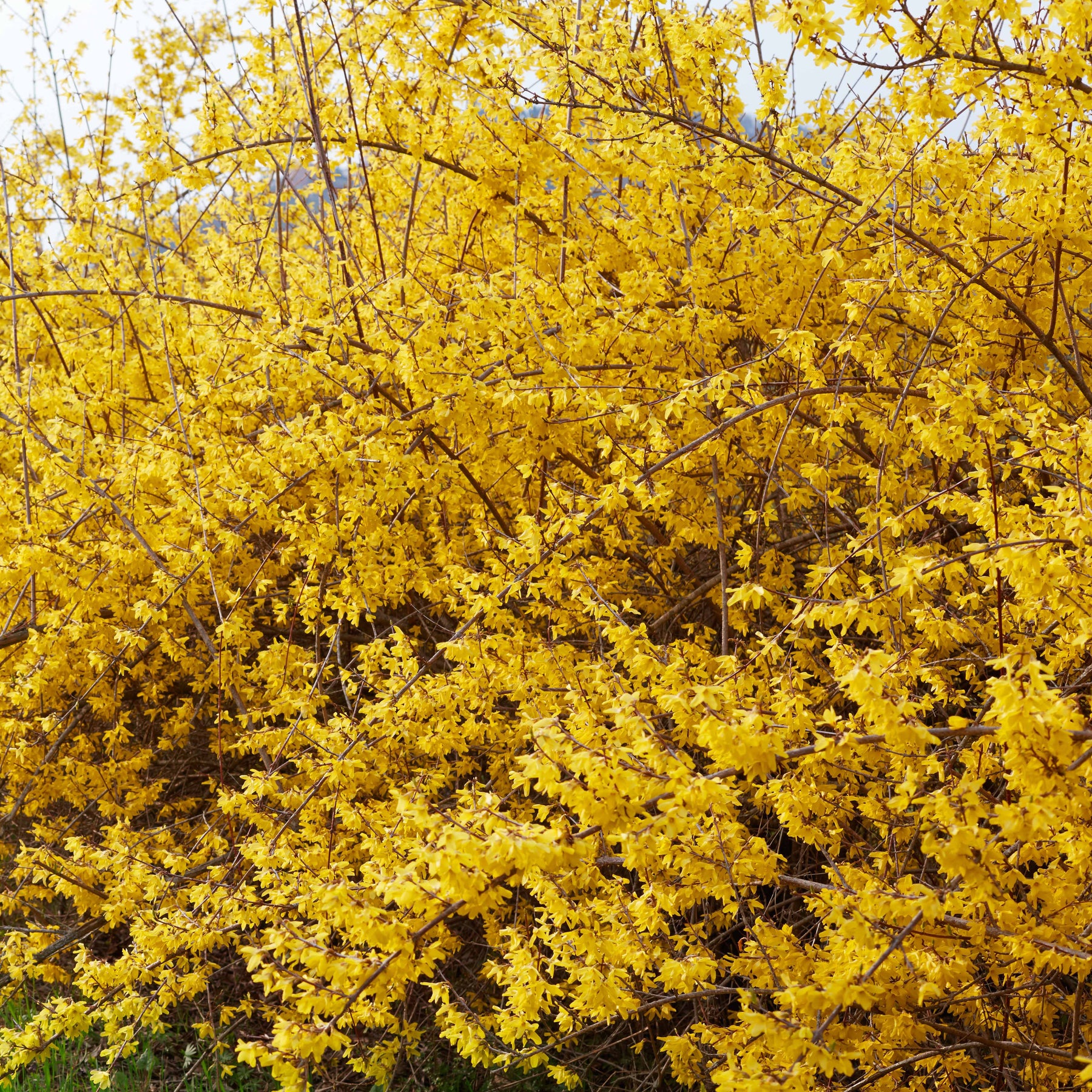 Forsythia Spectabilis - Forsythia x intermedia spectabilis