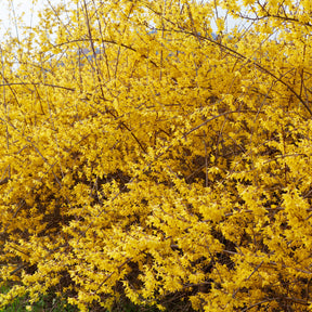 Vente Forsythia Spectabilis - Forsythia x intermedia Spectabilis