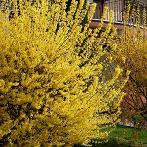 Forsythia Spectabilis - Forsythia x intermedia spectabilis - Arbustes