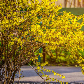 Forsythia Spectabilis - Forsythia x intermedia spectabilis - Forsythias