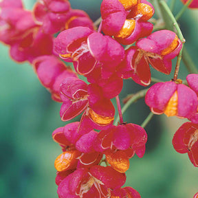 Euonymus europaeus - Fusain d'Europe - Fusain