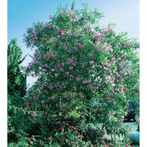 Chitalpa Pink Dawn - Willemse