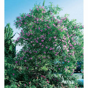 Chitalpa Pink Dawn - Willemse