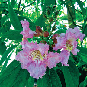 Chitalpa Pink Dawn - Chitalpa tashkentensis pink dawn - Willemse