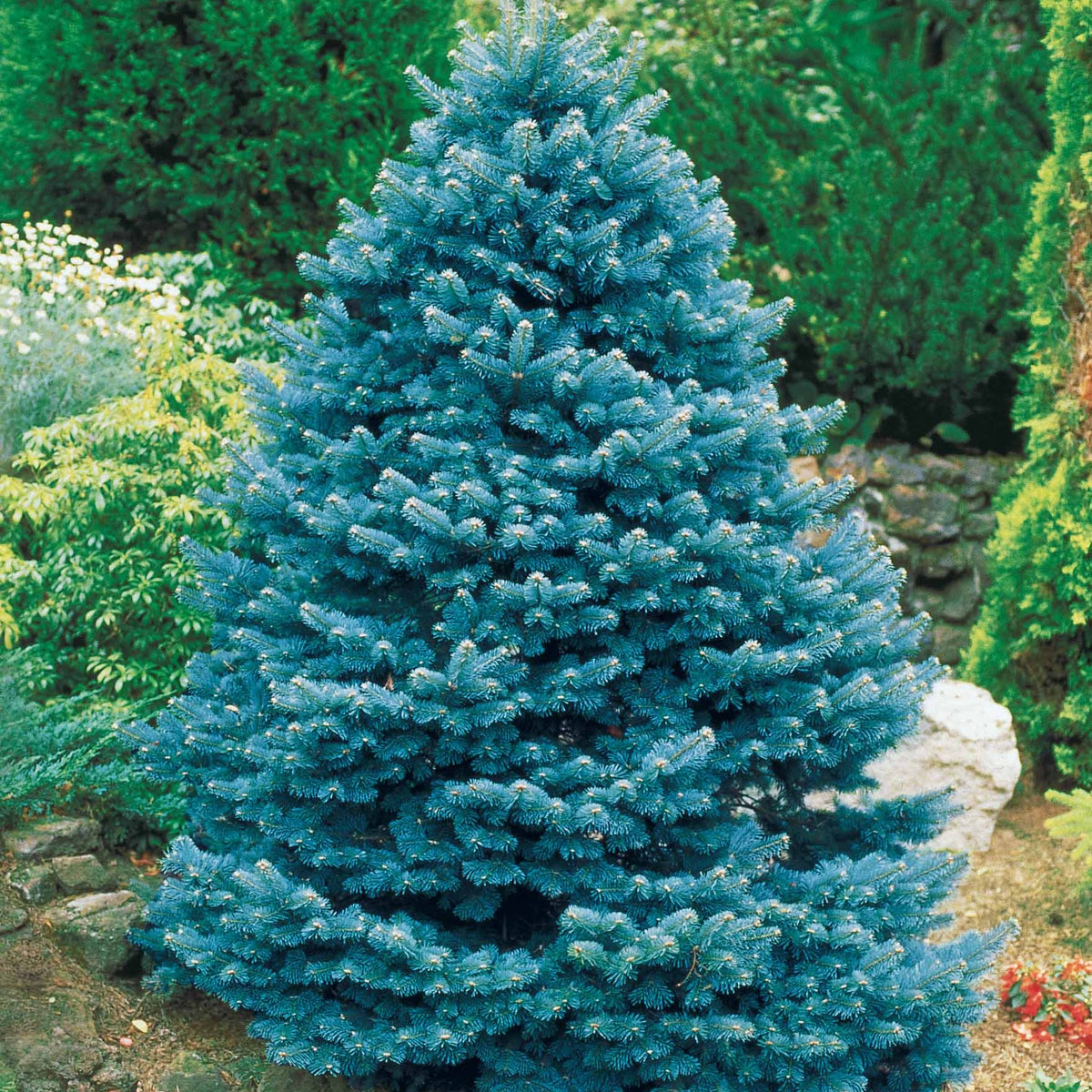 Sapin bleu - Willemse
