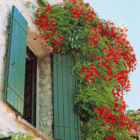 Bignone Stromboli - Campsis radicans stromboli - Willemse