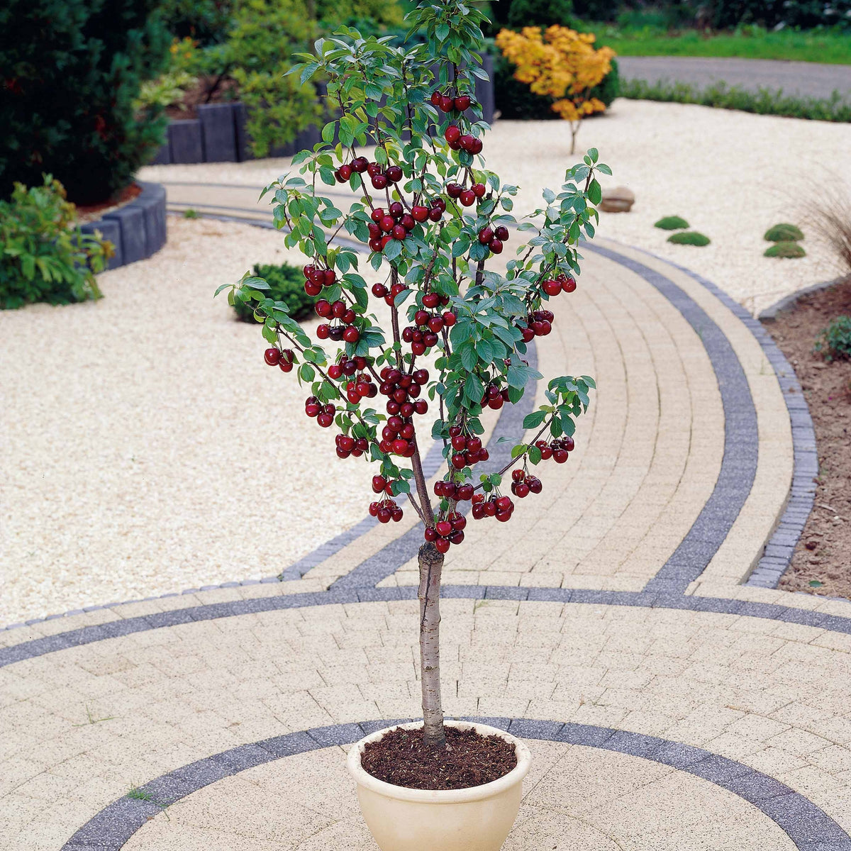 Mini-cerisier Spur Napoléon - Prunus avium napoléon - Fruitiers Arbres et arbustes