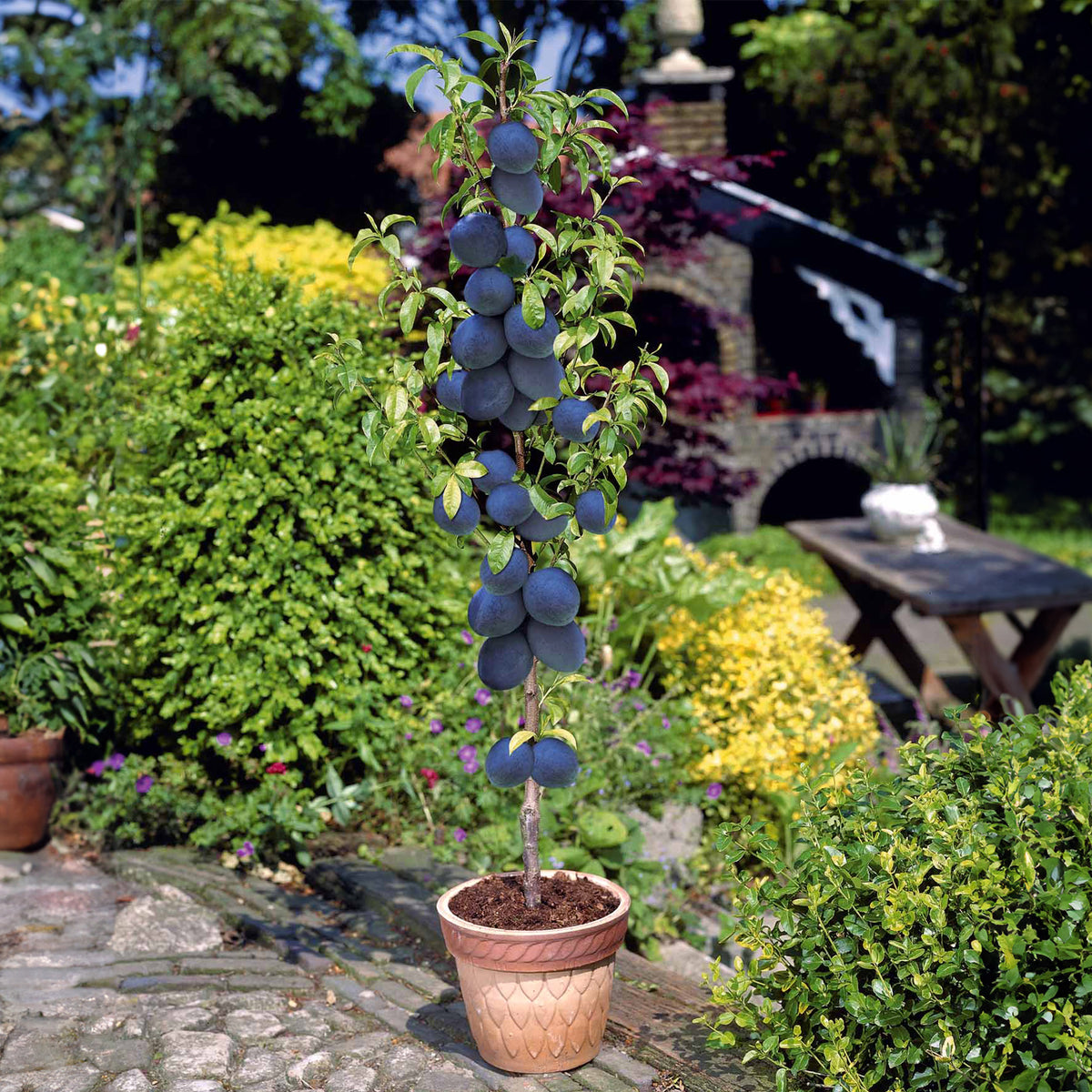 Mini prunier Black Amber - Prunus black amber - Plantes