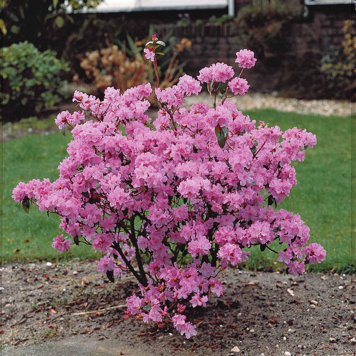 Rhododendron précoce EXTRA