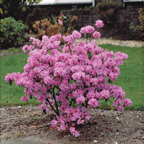 Rhododendron précoce - Willemse