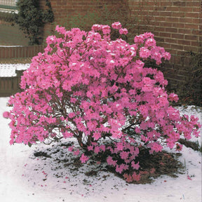 Rhododendron praecox - Rhododendron précoce - Rhododendrons