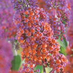 Arbre à papillons Flower Power - Buddleja davidii Flower Power - Plantes