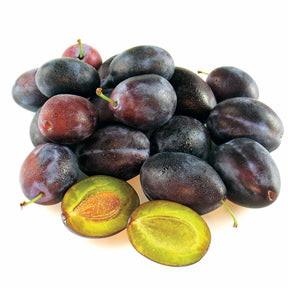 Prunier Quetsche d'Alsace - Prunus domestica Quetsche d'Alsace - Willemse