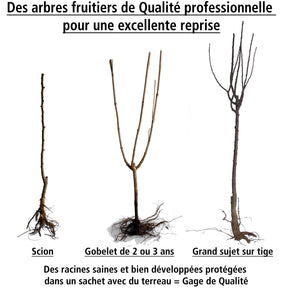 Prunus domestica Quetsche d'Alsace - Prunier Quetsche d'Alsace - Prunier