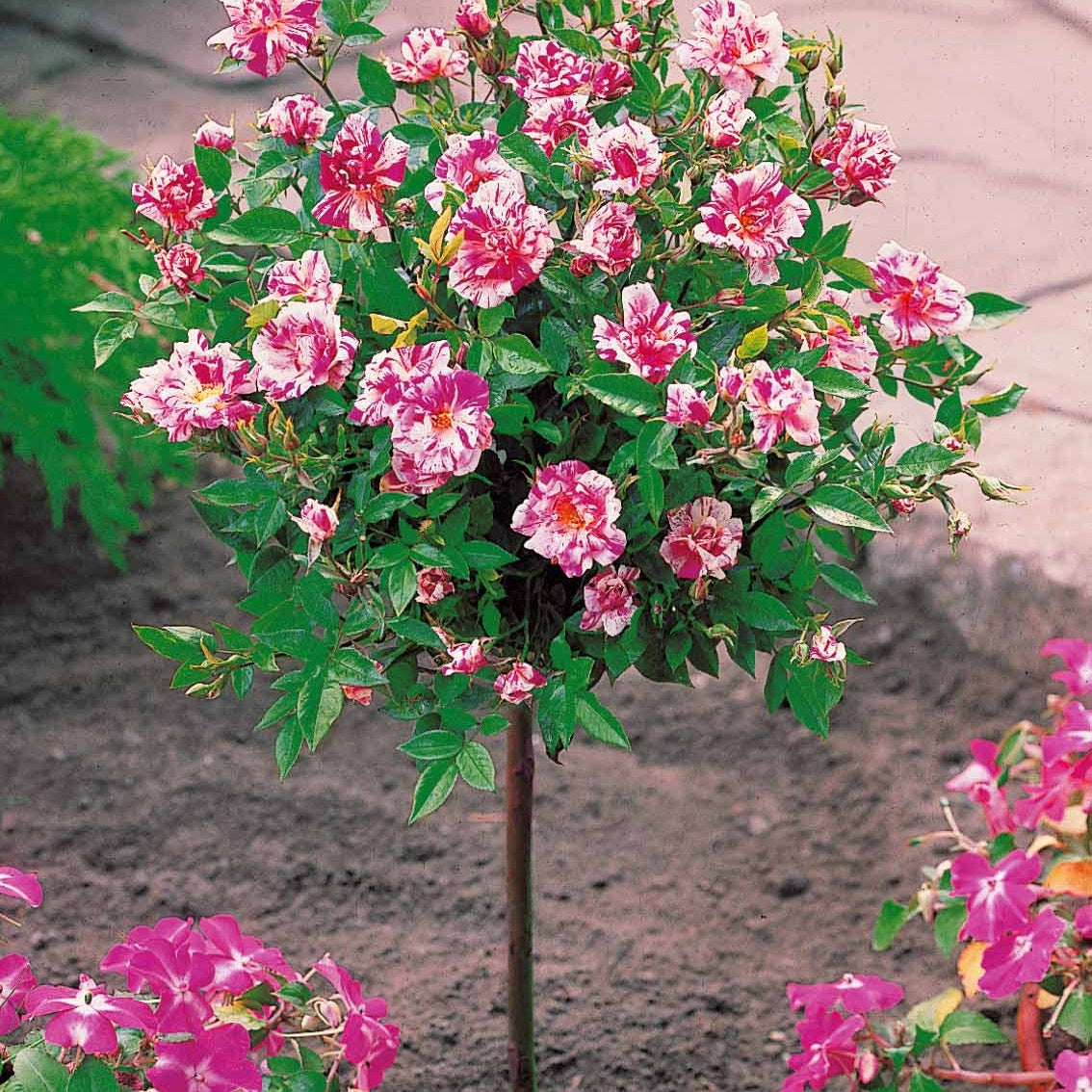Mini-rosier sur tige Armida - Rosa (m) armida - Plantes