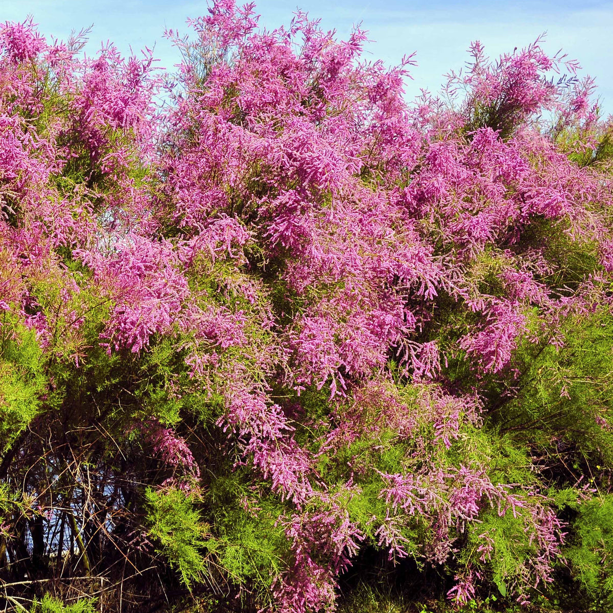 Tamaris d'été - Tamarix ramosissima