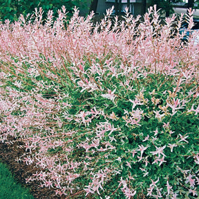 Saule crevette en buisson - Salix integra hakuro nishiki - Willemse