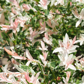 Saule crevette sur tige - Salix integra hakuro nishiki - Arbres