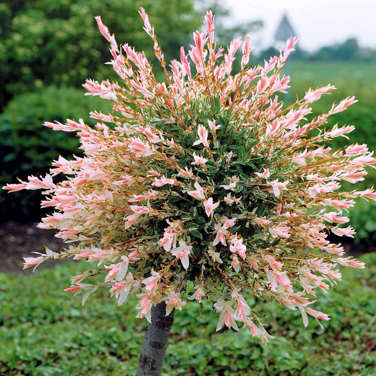Saule crevette sur tige