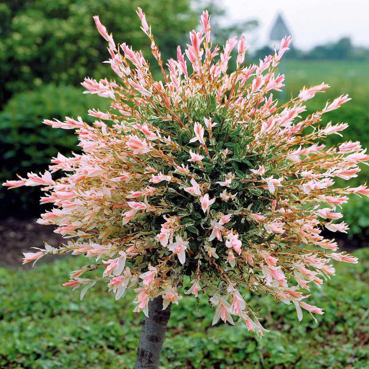 Saule crevette sur tige - Salix integra hakuro nishiki - Saule