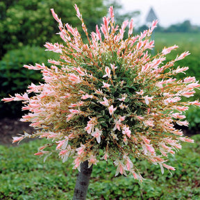 Saule crevette sur tige - Salix integra hakuro nishiki - Saule