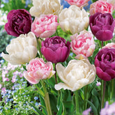 Collection de Tulipes à fleurs de pivoine - Willemse
