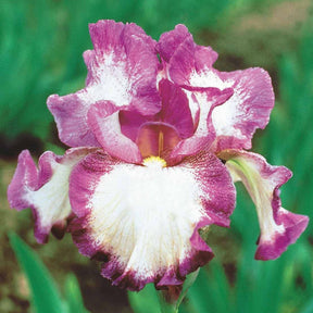 3 Iris de jardin remontant Autumn Encore - Iris germanica Autumn Encore - Willemse