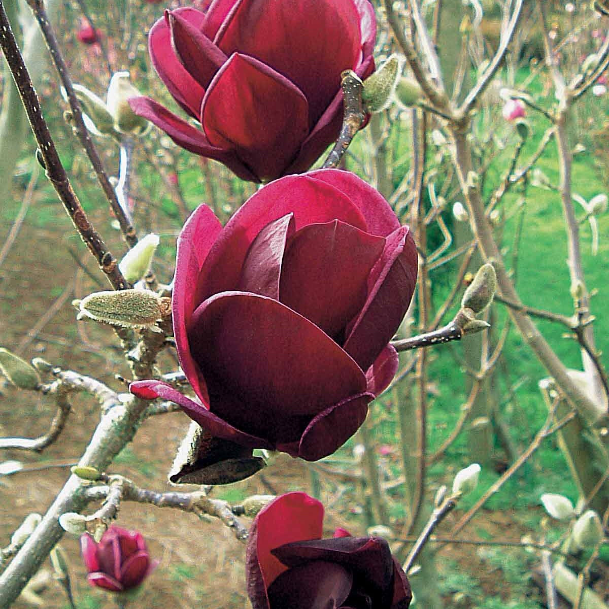Magnolia Genie