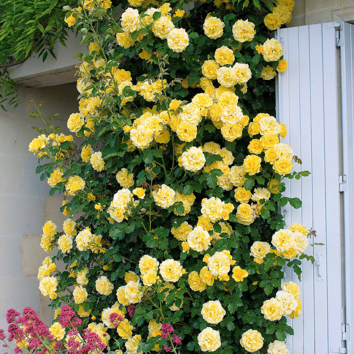 Rosier grimpant Golden Gate ® Korgolgat - Rosa Golden Gate ® Korgolgat - Plantes