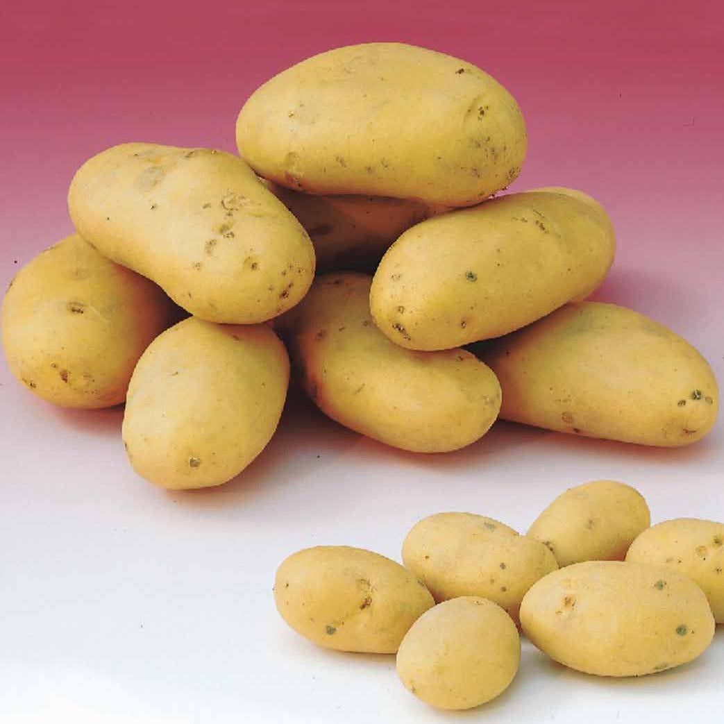 80 Pommes de terre : variétés pour 6 mois de récolte - Solanum tuberosum 'charlotte', 'rose defrance', 'c - Potager