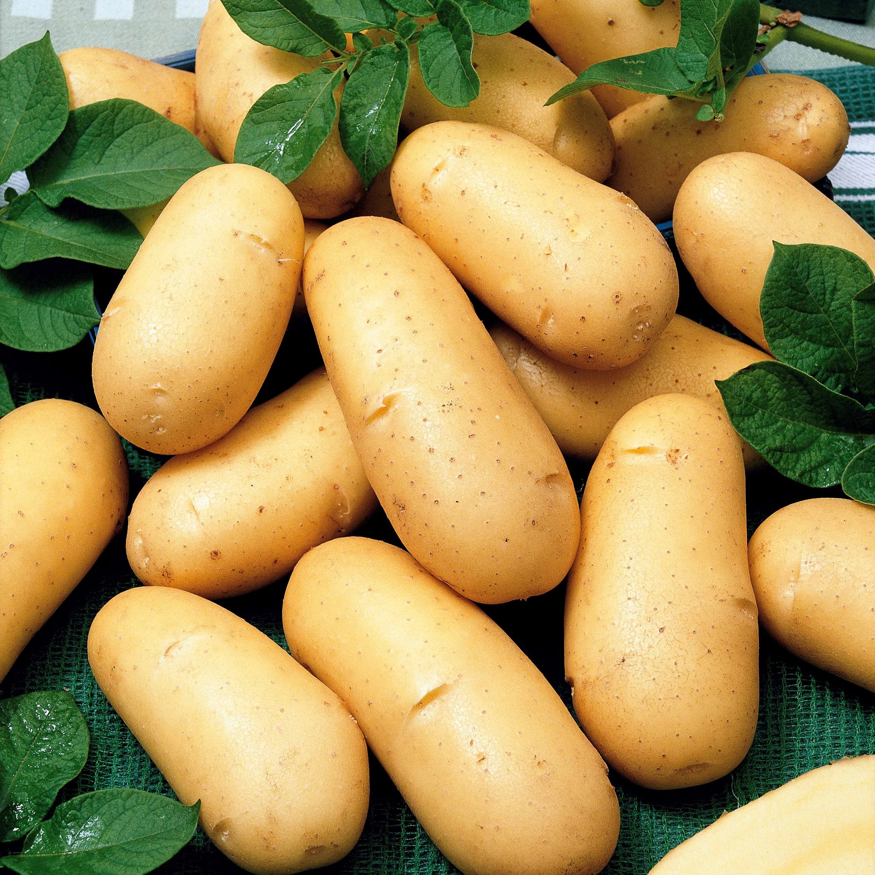 80 Pommes de terre : variétés pour 6 mois de récolte - Solanum tuberosum 'charlotte', 'rose defrance', 'c - Bulbes potagers et tubercules