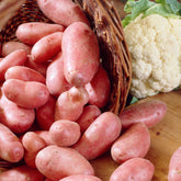25 Pommes de terre Jeannette - Solanum tuberosum jeannette (n°105-2) - Potager
