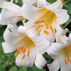 3 Lis royaux blancs - Lilium regale album - Bulbes à fleurs