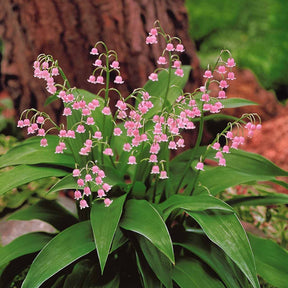 Muguet - Muguet rose - Convallaria majalis Rosea
