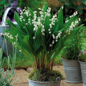 Convalaria majalis Bordeaux - 5 Muguets géant Bordeaux - Muguet