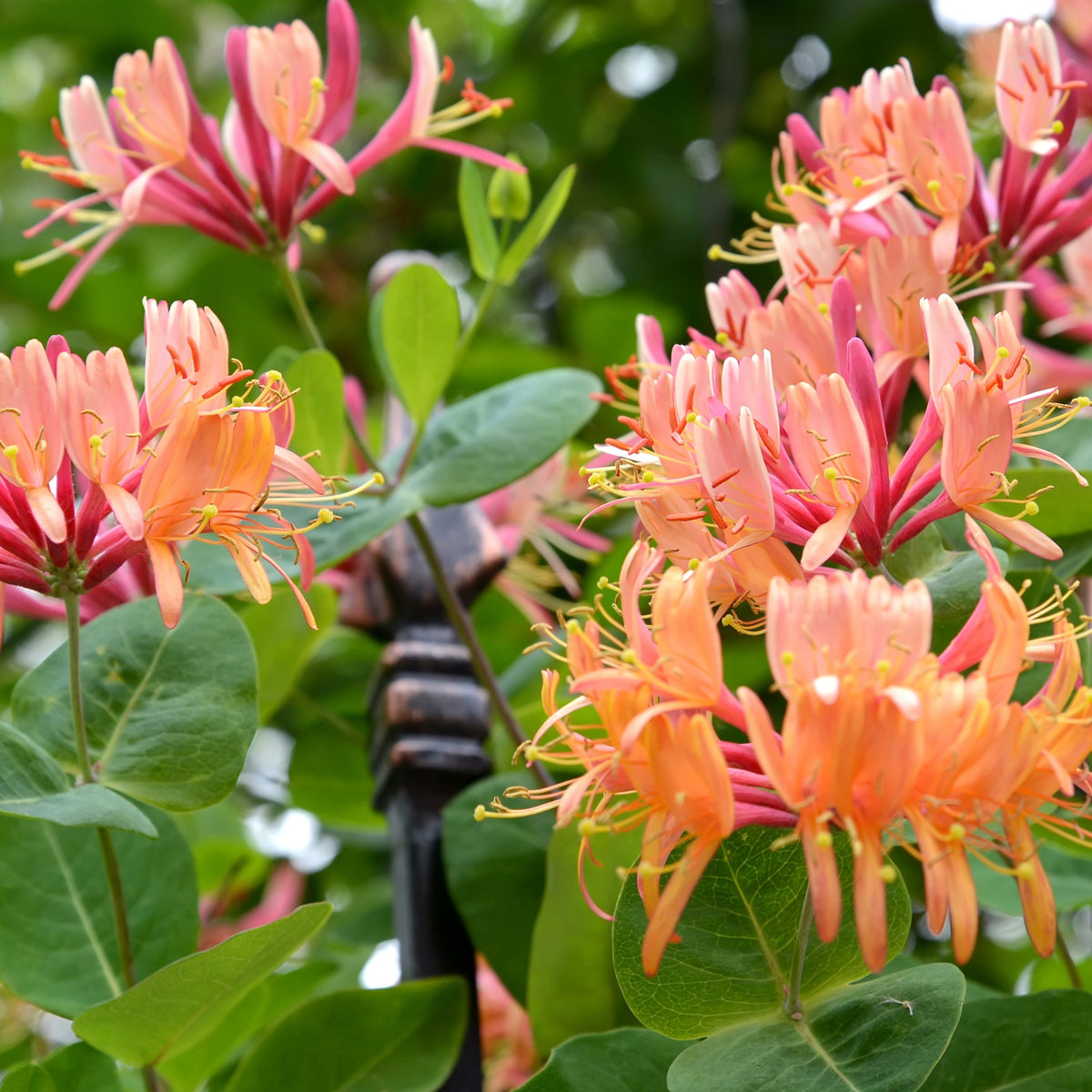 Chèvrefeuille grimpant American Beauty - Lonicera heckrottii American Beauty - Plantes grimpantes