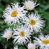 3 Marguerites d'été Old Court - Willemse