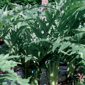 Cardon Vert Vaulx Velin - Cynara cardunculus vert vaulx velin - Potager