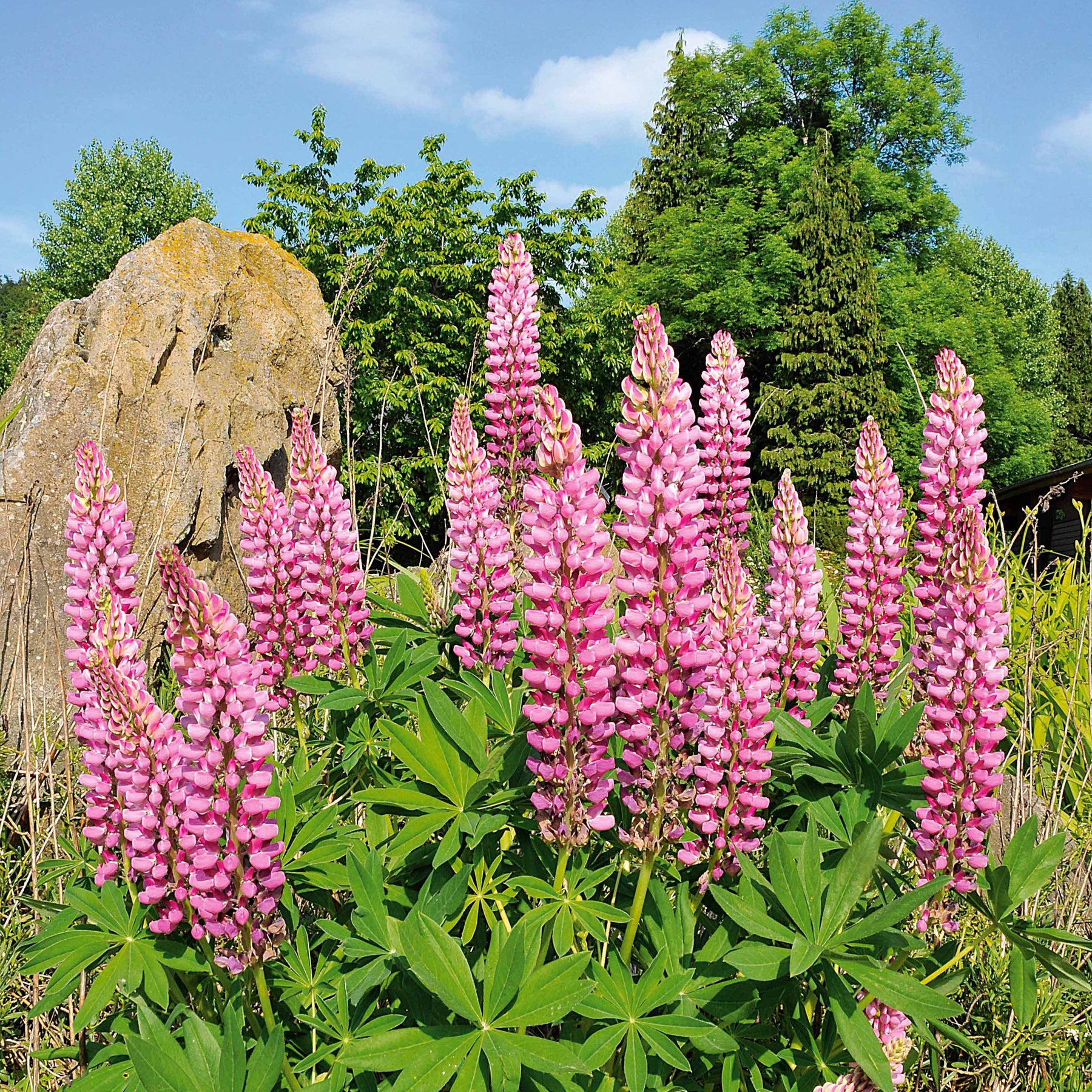 3 Lupins roses - Lupinus russell pink - Plantes