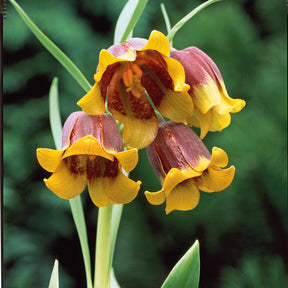 Fritillaria uva-vulpis - 10 Fritillaires Raisin de renard - Fritillaire